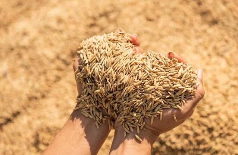 2.43 लाख मीट्रिक टन से अधिक की हो चुकी धान खरीद