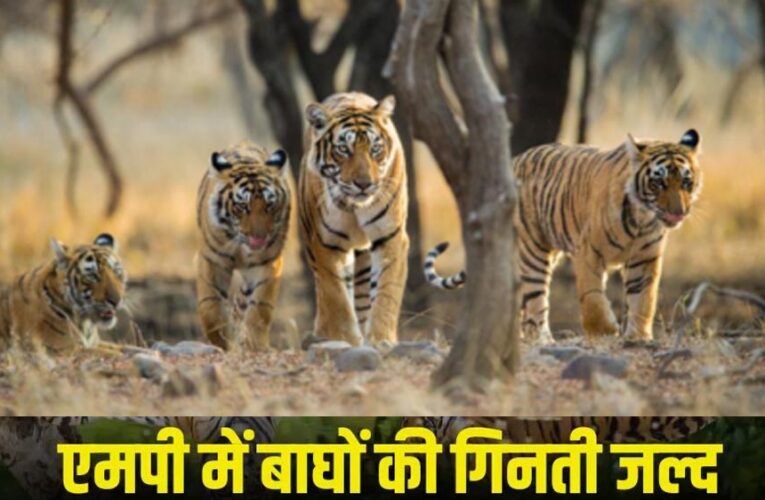 MP में बाघ गणना 2026 शुरू: टाइगर रिजर्व में लगाए जाएंगे 562 कैमरा ट्रैप, पूरी प्रक्रिया होगी पेपरलेस