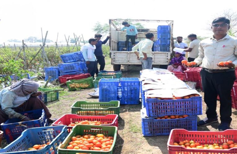रायपुर : टमाटर की खेती से किसान बन रहे आत्मनिर्भर