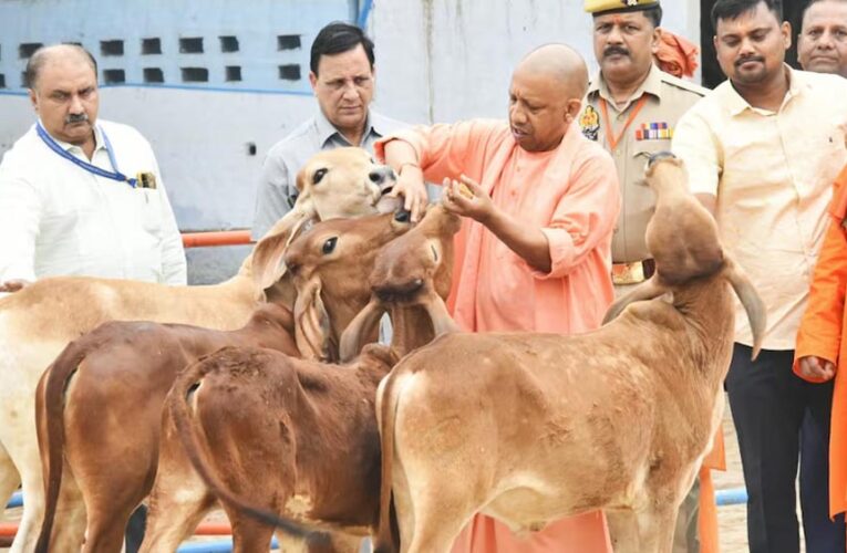 विशेष आर्टिकल- साहीवाल गाय नस्ल: उत्तर प्रदेश की डेयरी क्रांति की रानी – विशेषताएं, लाभ और योगी सरकार की योजनाओं में योगदान