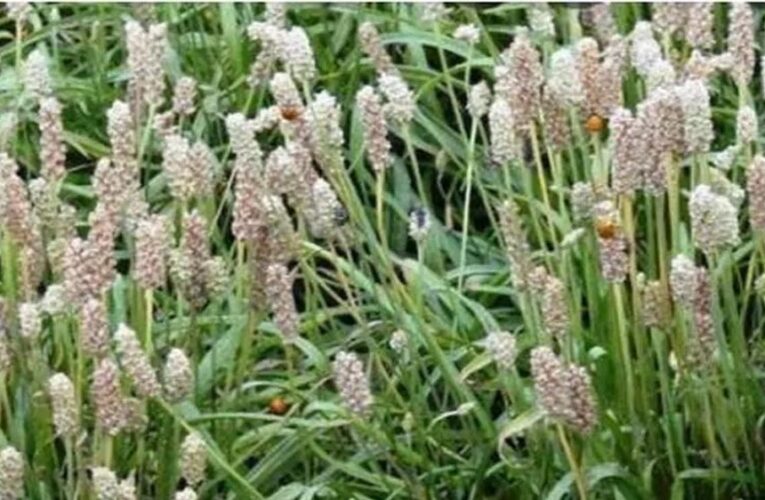 मध्यप्रदेश देश में अग्रणी: 46 हजार हेक्टेयर से अधिक क्षेत्र में उगती ईसबगोल और अश्वगंधा