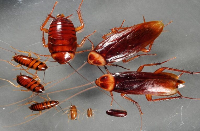 हिरोशिमा-नागासाकी परमाणु हमले में भी बच गए कॉकरोच, अगर ये खत्म हो जाएं तो क्या होगा?