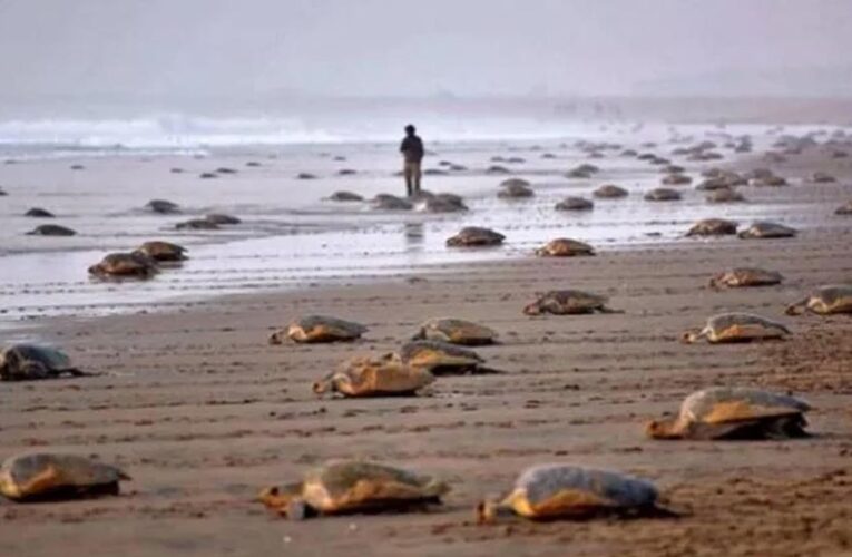 कछुओं की सुरक्षा के लिए बड़ा फैसला: ओडिशा में 7 महीने तक मछली पकड़ने पर रोक, 11 हजार परिवारों को ₹15,000 की राहत