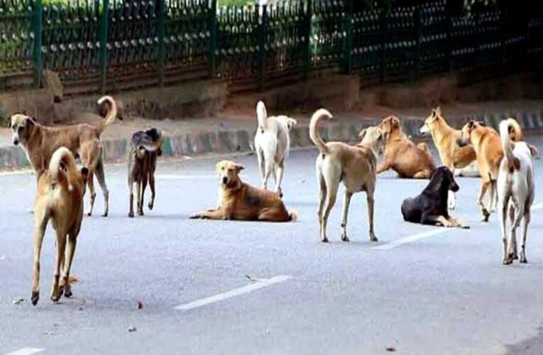 कर्नाटक सरकार का बड़ा फैसला: कुत्ते के काटने से मौत पर परिवार को 5 लाख, चोट-निशान पर 5 हजार रुपये मुआवजा