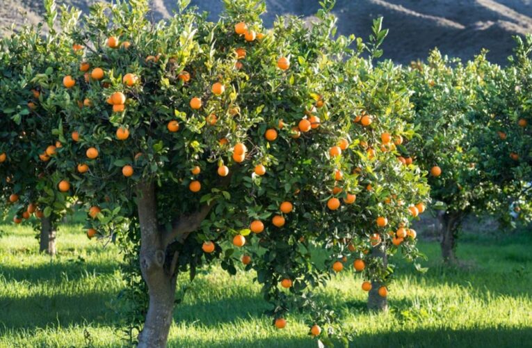 महिलाओं के लिए कमाई का मौका: मप्र सरकार देगी 100% सब्सिडी, हर महिला को 2.70 लाख पर संतरे के बगीचे लगाने का मौका