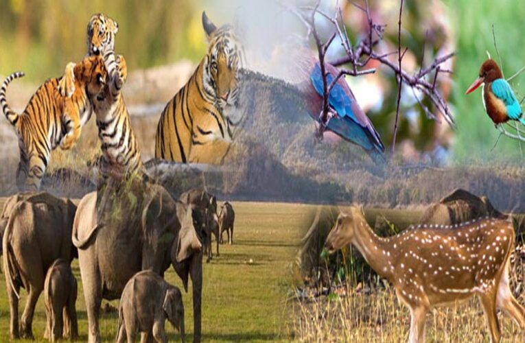 छत्तीसगढ़ में जल्द लागू होगी योजना, लोग अब वन्य प्राणियों को गोद ले सकेंगे