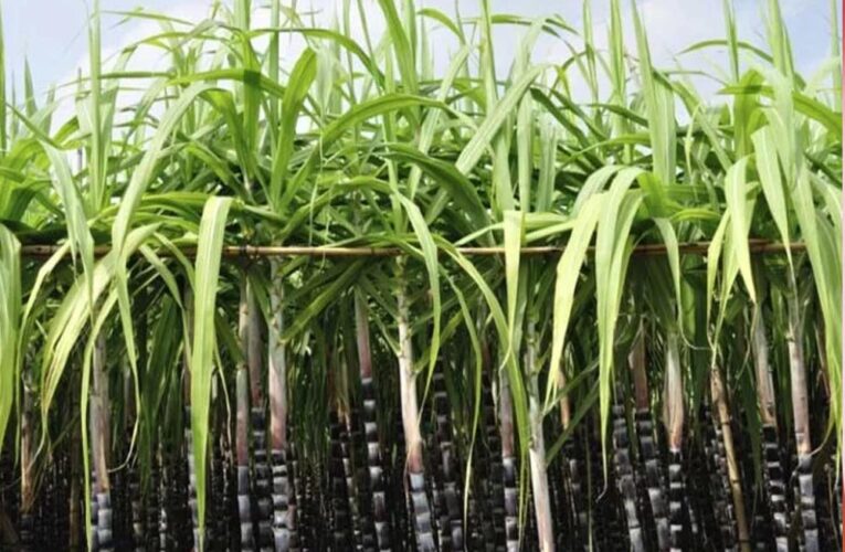 प्रदेश की 21 चीनी मिलों ने शुरू किया गन्ना पेराई कार्य