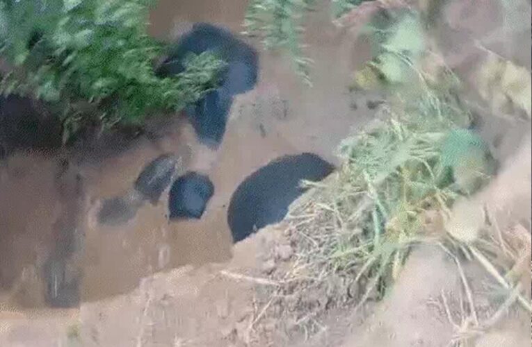 छत्तीसगढ़: कुएं में फंसे 3 हाथी, 8 घंटे बाद जेसीबी से रास्ता बनाकर निकाले गए, एक शावक भी शामिल