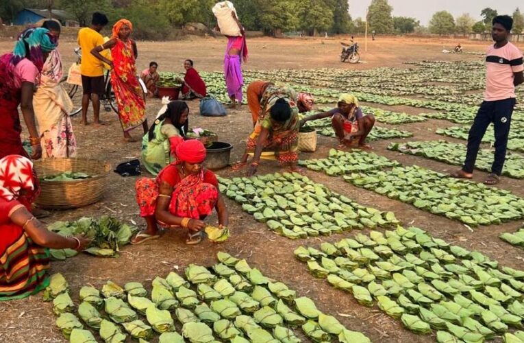 रायपुर : छत्तीसगढ़ राज्य निर्माण के 25 वर्षों की सफलता की कहानी, वनोपज, जल संरक्षण और ईको टूरिज्म से बढ़ी समृद्धि