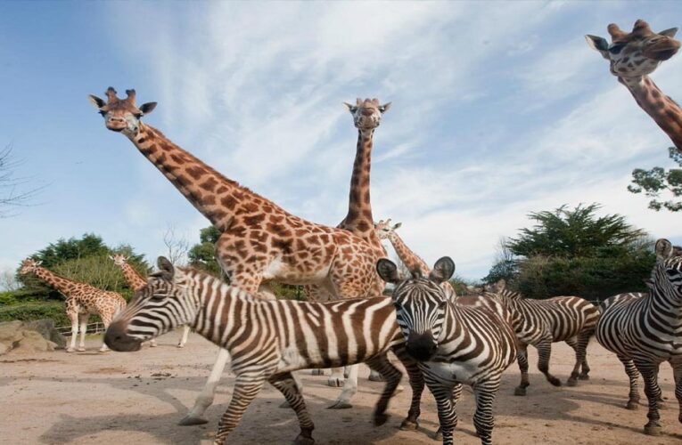 सिंहस्थ-2028 से पहले उज्जैन में बनेगा अंतरराष्ट्रीय स्तर का सफारी और जू, अनंत अंबानी के वनतारा प्रोजेक्ट के साथ टीम ने किया सर्वे