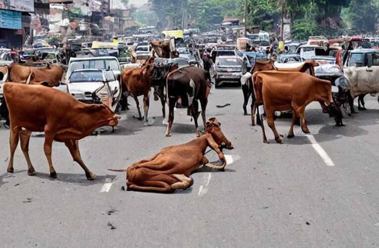 रायपुर : घुमंतू पशुओं के कारण होने वाले दुर्घटनाओं को रोकने एक माह तक विशेष अभियान चलाने के निर्देश