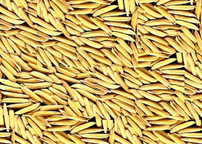 15 नवंबर से धान खरीदी शुरू: टोकन प्रक्रिया जल्द, किसानों में दिखा उत्साह