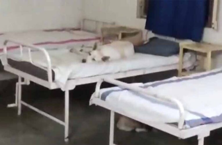 सरकारी अस्पताल की शर्मनाक तस्वीर: मरीजों की जगह बेड पर कुत्तों का कब्ज़ा