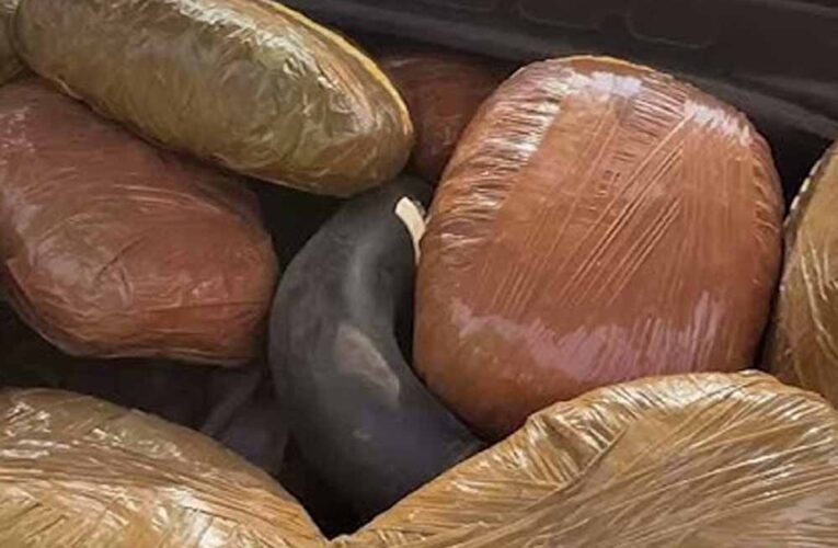 अवैध मादक पदार्थों के विरुद्ध मध्यप्रदेश पुलिस की प्रभावी कार्रवाई