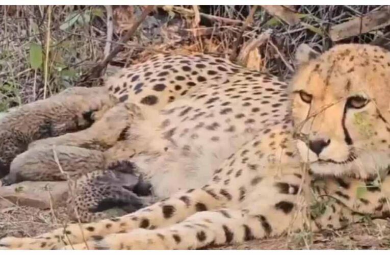 भारत में जन्मी मादा चीता मुखी ने पांच शावकों को जन्म दिया