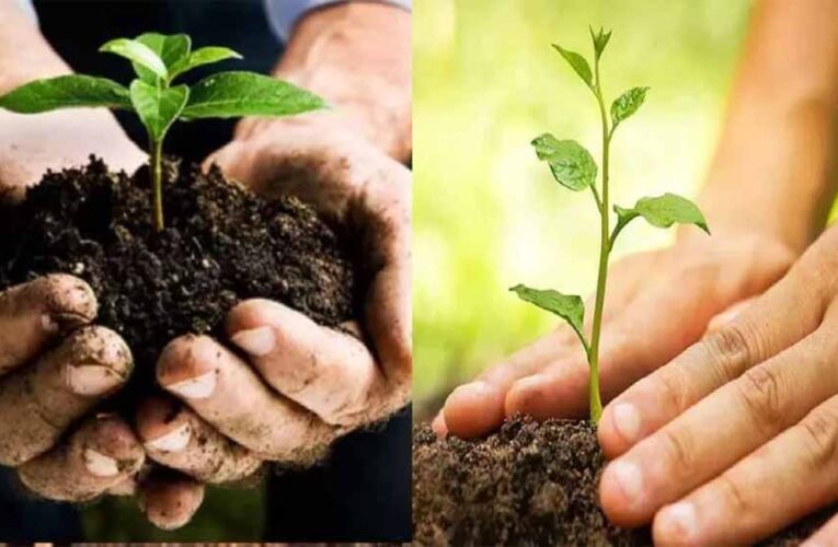 नगरीय प्रशासन विभाग का निर्देश: सभी निकाय बनाएंगे पौध-रोपण की कार्य-योजना