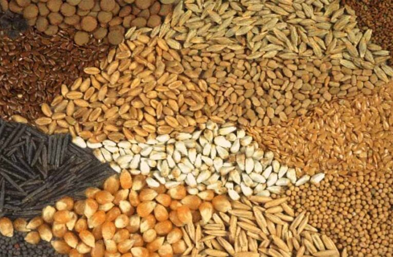 रबी सीजन 2025-26: यूपी के किसानों को मिलेंगे 11 लाख क्विंटल बीज, खाद की कोई कमी नहीं