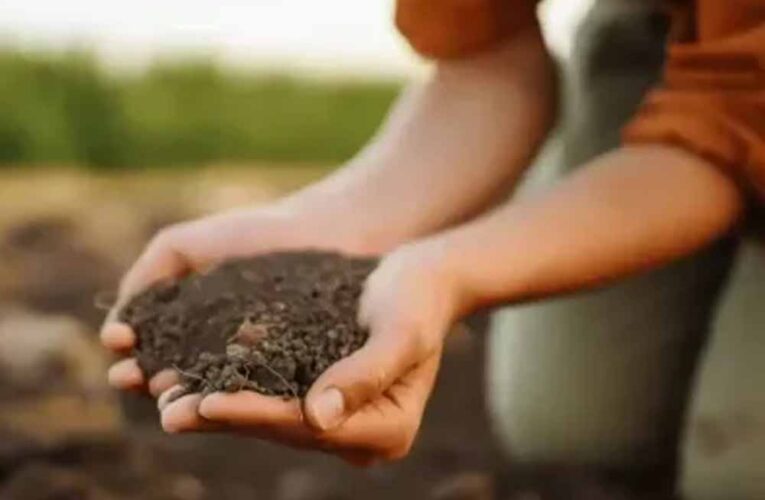 रबी सीजन में बीजशोधन जरूरी: कृषि रक्षा अधिकारी ने किसानों को दी अहम सलाह