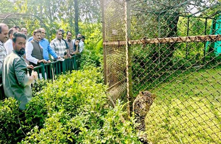 उप मुख्यमंत्री राजेन्द्र शुक्ल ने व्हाइट टाइगर सफारी का किया भ्रमण