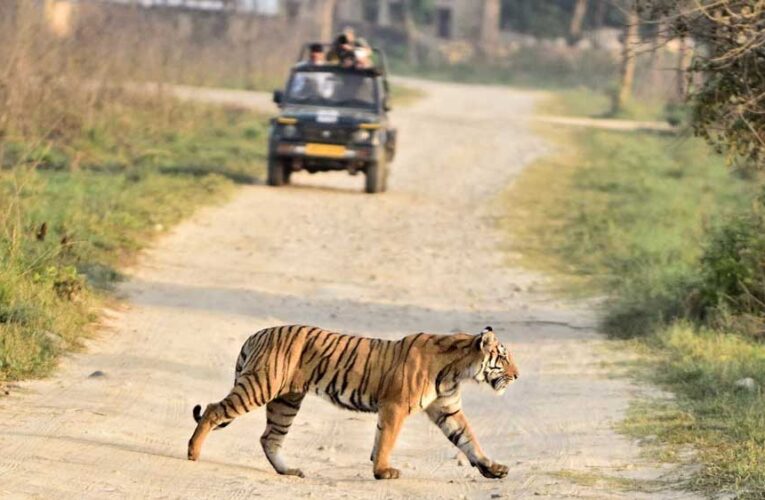 बांधवगढ़ टाइगर रिजर्व में बाघ गणना की तैयारी, 50 अधिकारी-कर्मचारी हुए ट्रेनिंग से लैस