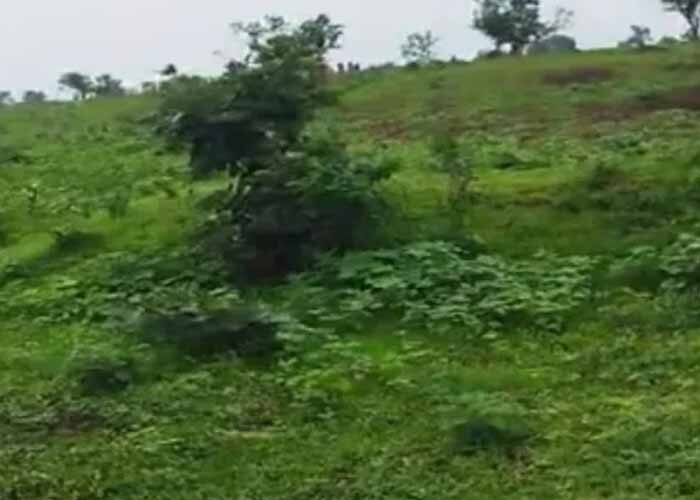 रीवा में वन विभाग पर हमला: वनकर्मी बंधक, जबरन वीडियो डिलीट कराए