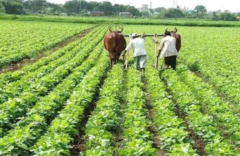 बीज से बाजार तक : यूपी की कृषि नीति किसानों की आय बढ़ाने और ग्रामीण अर्थव्यवस्था को मजबूत बनाने का नया मॉडल