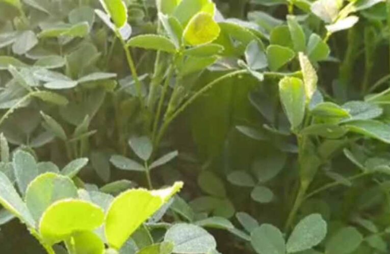 सीकर में कोल्डवेव का कहर: तापमान 1°C, फसलों पर जमी बर्फ