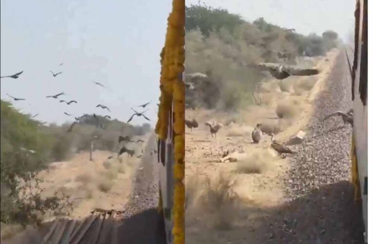 लोको पायलट का जज्बा: गिद्धों की सुरक्षा के लिए धीमी चलाई स्वर्णनगरी एक्सप्रेस