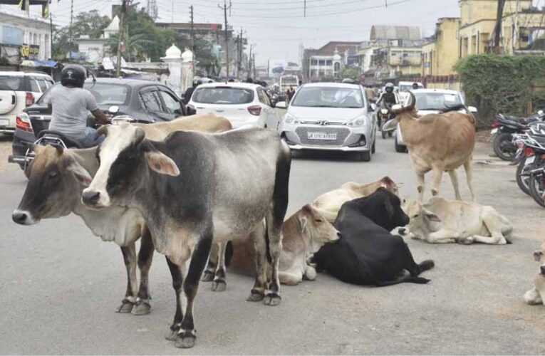 सड़कों पर आवारा पशुओं से बढ़ रही दुर्घटनाएँ: नगर निगम अब मालिकों पर दर्ज करेगा FIR