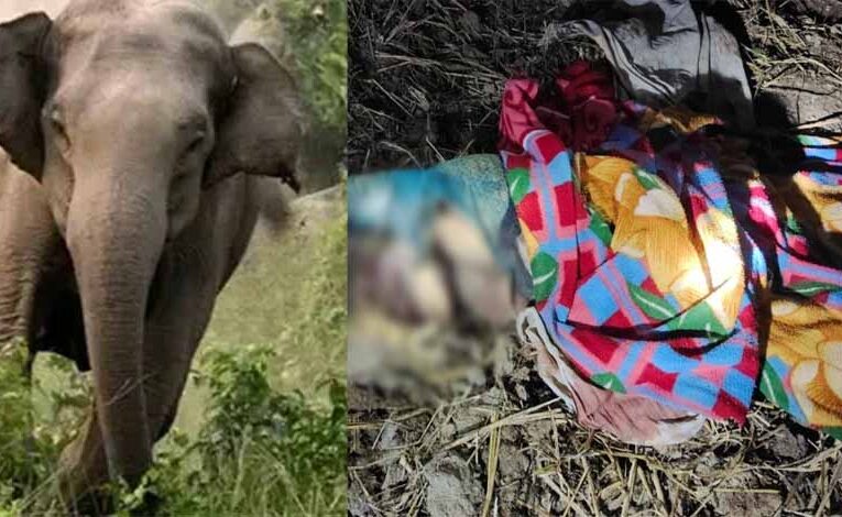 कोरबा : हाथी का कहर, 80 वर्षीय महिला की मौत, मां-बेटी में हड़कंप