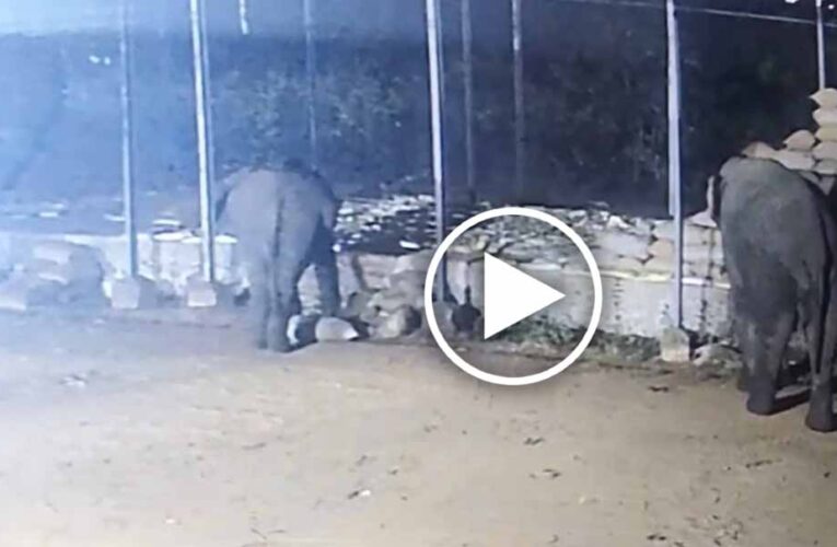 धान खरीदी केंद्र में हाथियों का आतंक, रातभर में 15 बोरी धान बरबाद