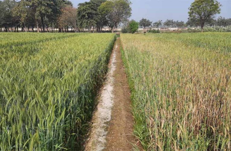 राजस्थान में ‘सेम’ का संकट गहराया, 2 लाख हेक्टेयर खेती तबाह; लोकसभा में उठा मुद्दा