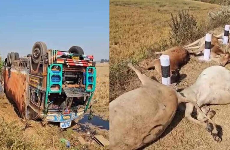 मवेशियों से भरा कंटेनर पलटा, 50 से ज्यादा गायों की दर्दनाक मौत, गांव में फूटा आक्रोश