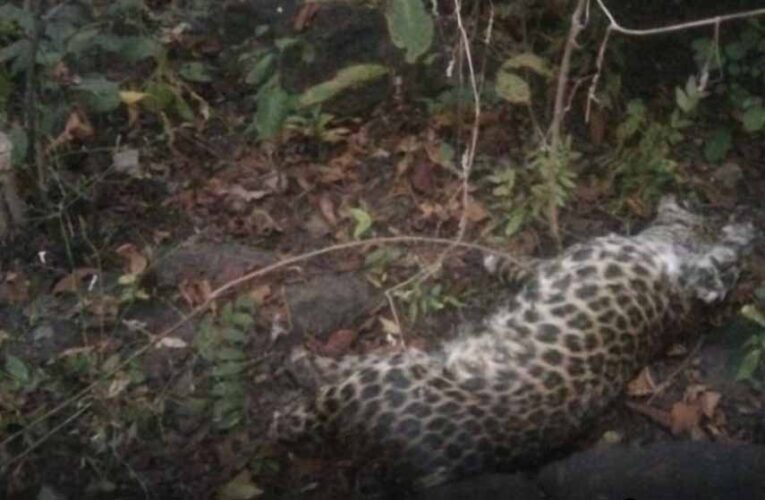 जंगल में तेंदुए का रहस्यमय शिकार, चारों पंजे गायब मिलने से मचा हड़कंप