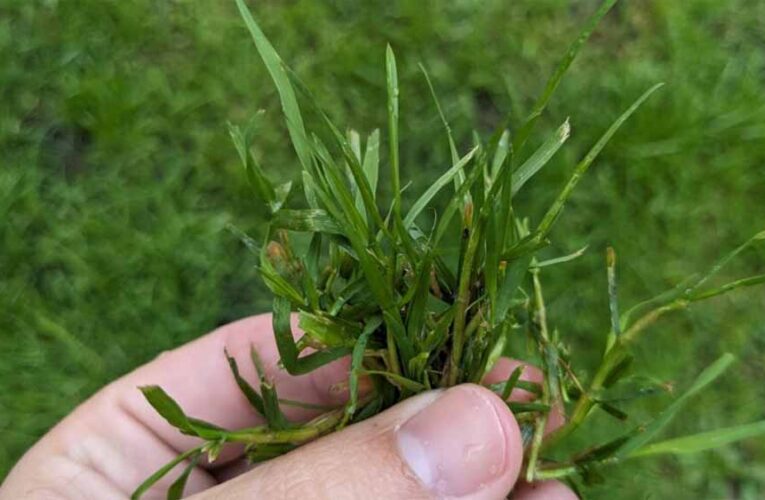 बुधवार का खास टोटका: घर के इस स्थान पर दूर्वा  रखने से मिलती है तरक्की