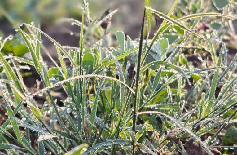 राजस्थान में शीतलहर का कहर: सीकर–अलवर में खेतों और वाहनों पर जमी बर्फ, टूटा ठंड का रिकॉर्ड