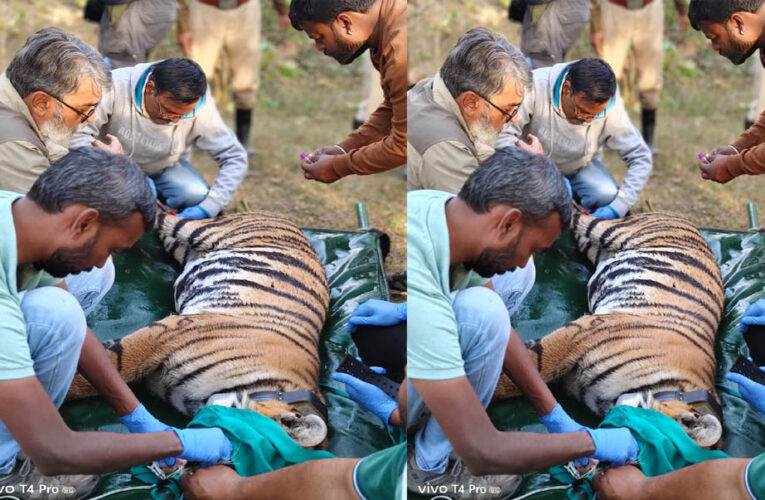 पेंच टाइगर रिज़र्व, मध्यप्रदेश से रामगढ़ विषधारी टाइगर रिज़र्व, राजस्थान में एक बाघिन का सफल स्थानांतरण