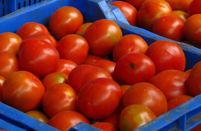 सीजन में भी टमाटर के बढ़े दाम, जानें कीमत बढ़ने की वजह