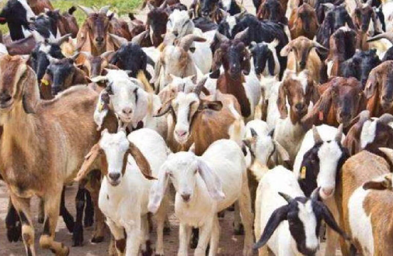 मध्य प्रदेश की बकरी पालन योजना: 40-60% अनुदान के साथ किसान कमा सकते हैं 40-50 हजार रुपए महीना