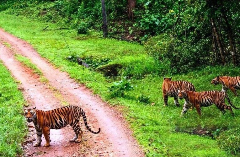 संजय टाइगर रिजर्व में सर्वे, शाकाहारी और मांसाहारी प्राणियों का आकलन, मिली खुशखबरी