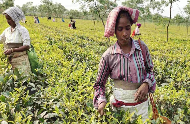 मांडविया का बयान: सरकार चाय बागानों की महिला कामगारों के कल्याण के लिए प्रतिबद्ध