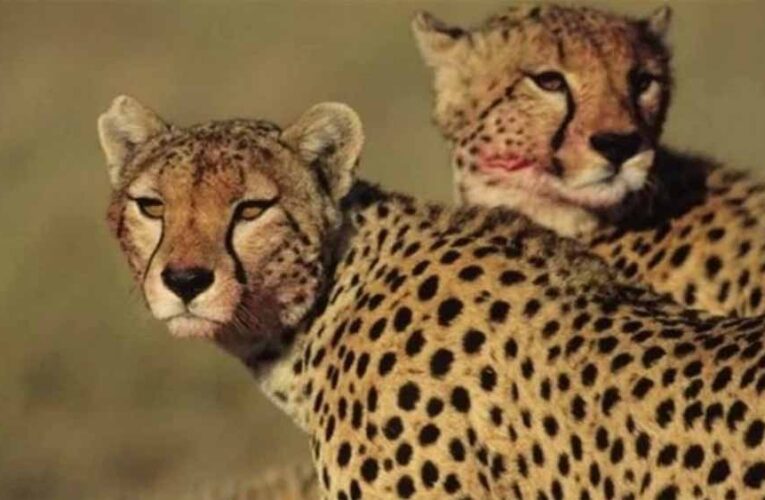 कूनो में होगी तीन चीता सफारी! 53 करोड़ की डीपीआर से बदलेगा पर्यटकों का अनुभव