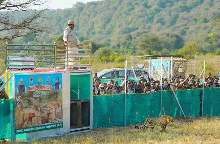 अंतर्राष्ट्रीय चीता दिवस पर बड़ा कदम: CM मोहन यादव ने तीन चीतों को जंगल में किया रिलीज