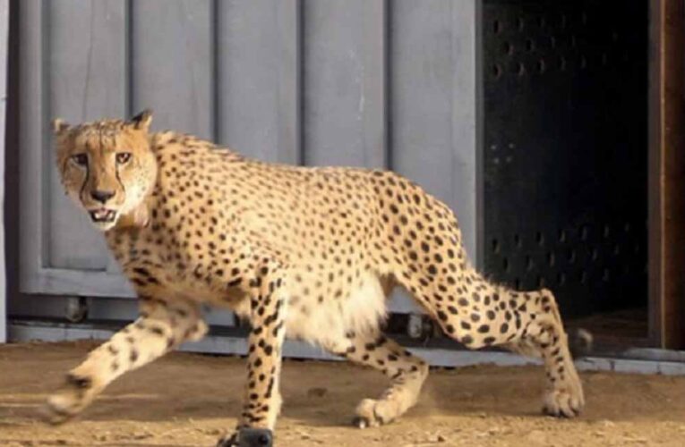 मध्य प्रदेश कैबिनेट: आठ चीते 26 जनवरी को बोत्सवाना से मध्य प्रदेश पहुंचेंगे, सरकार ने दी जानकारी