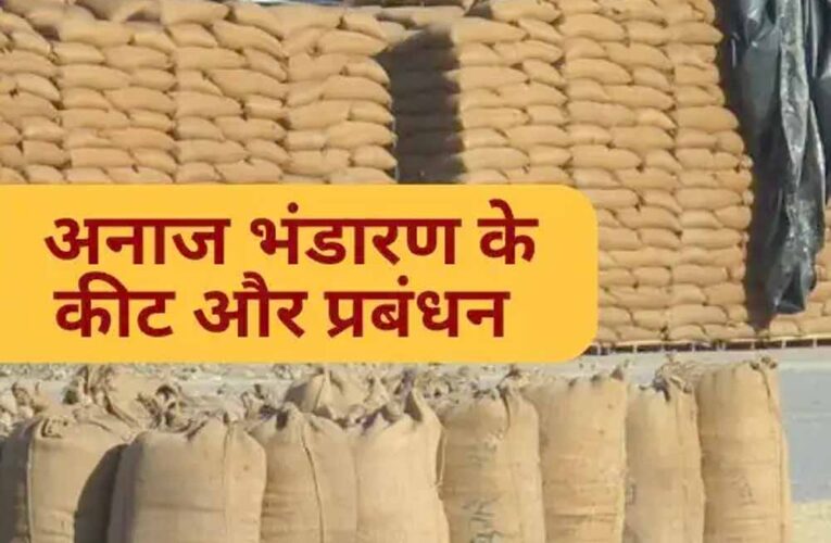 धान भंडारण में सूखत एवं कीट-जनित क्षय: वैज्ञानिक एवं स्वाभाविक प्रक्रिया