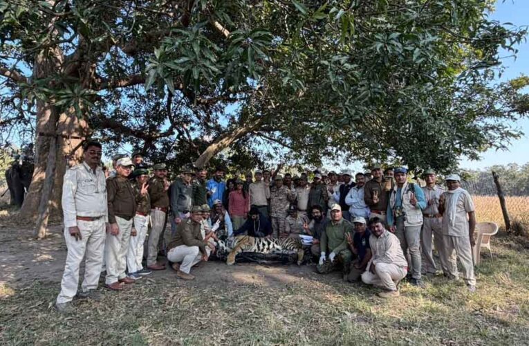 कान्हा से वीरांगना दुर्गावती टाइगर रिज़र्व के लिये नर बाघ रवाना