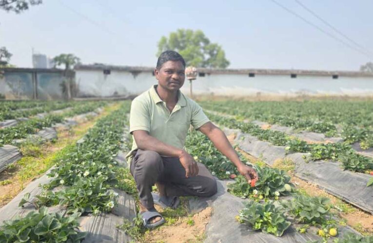 उद्यानिकी खेती से बदली किसान की आर्थिक तस्वीर, धान की तुलना में स्ट्रॉबेरी की खेती में डबल मुनाफा