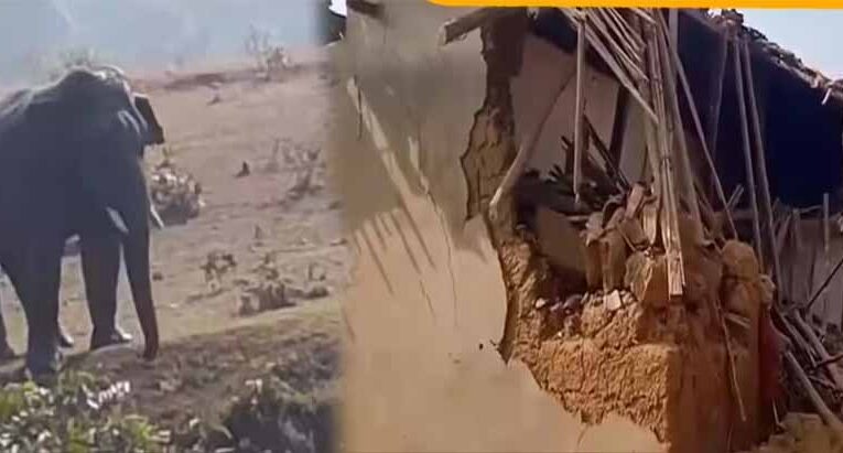 हाथियों के दल का खाड़ा गांव में हमला, मकान तोड़ा, दो गायों की मौत