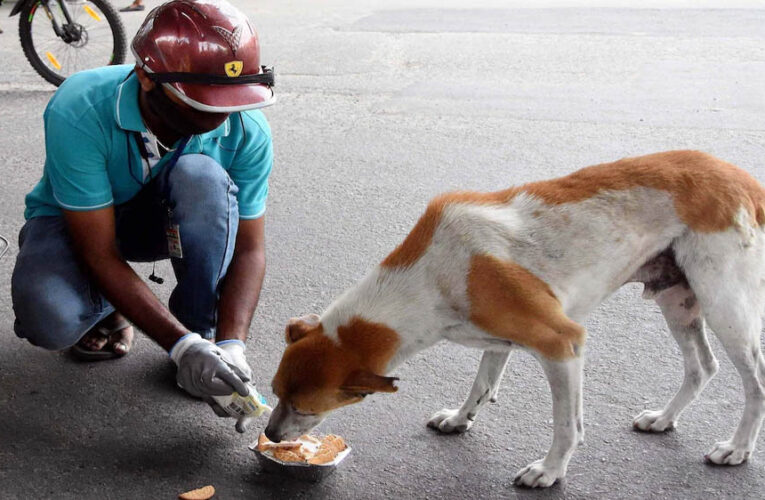 इंदौर में डॉग फीडिंग के लिए नई व्यवस्था, निगम ने जारी की सख्त गाइडलाइन, 172 फूड प्वाइंट तय