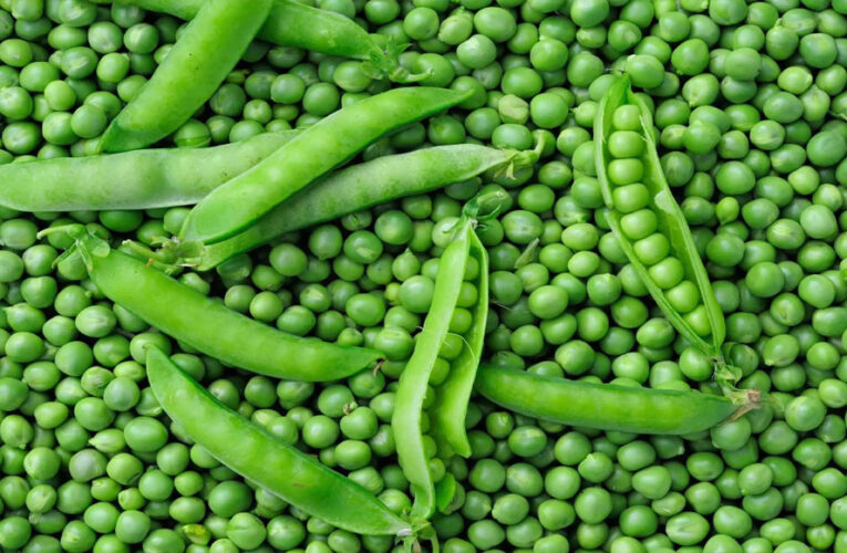 जबलपुर का हरा सोना चमकेगा: मटर महोत्सव में जबलपुरी मटर को मिली नई उपाधि